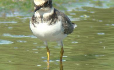 Charadrius dubius curonicus Gmelin, 1789 小環頸鴴