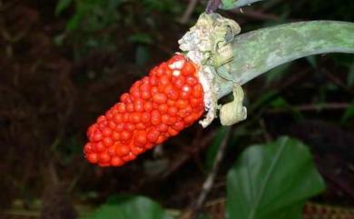 Alocasia odora (Roxb.) Spach 姑婆芋