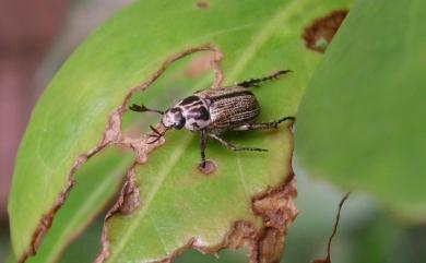 Blitopertha takasagoensis (Sawada, 1941) 臺灣胸紋金龜