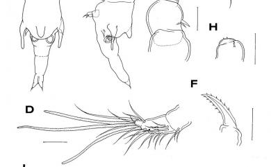 Xarifia imparilis Humes, 1985