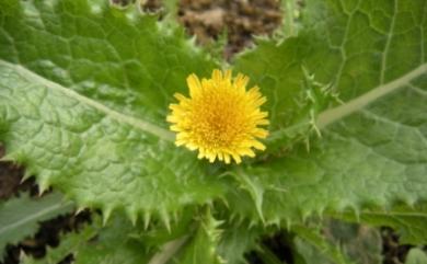 Sonchus oleraceus L. 苦滇菜