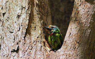 Psilopogon nuchalis (Gould, 1863) 五色鳥