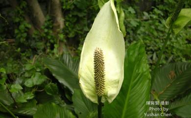 Spathiphyllum kochii Engl. & K.Krause 白鶴芋