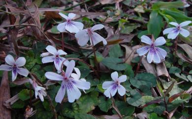 Viola formosana var. stenopetala 川上氏菫菜