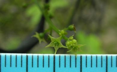 Gynostemma pentaphyllum (Thunb.) Makino 絞股藍