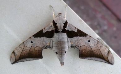 Ambulyx japonica angustifasciata (Okano, 1959) 黑帶鷹翅天蛾