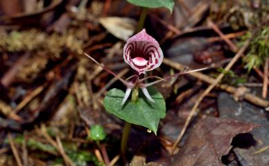 Corybas himalaicus 喜馬拉雅盔蘭