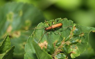 Stenodryas clavigera impuncticollis Hayashi, 1974 欠紋膨腿棕天牛