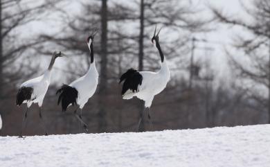 Grus japonensis (Statius Müller, 1776) 丹頂鶴