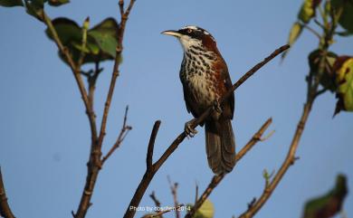 Pomatorhinus musicus Swinhoe, 1859 小彎嘴