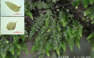Cyathophorella tonkinensis 粗齒雉尾苔