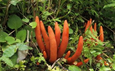 Hypocrea cornu-damae Pat. 火焰茸
