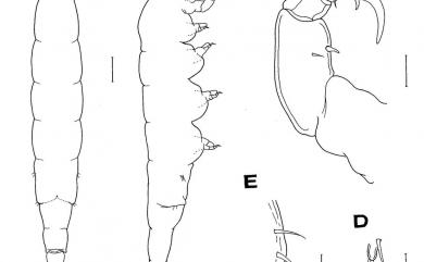 Xarifia obesa Humes & Ho, 1968 帆脊珊虱