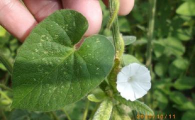 Ipomoea biflora Pers. 白花牽牛