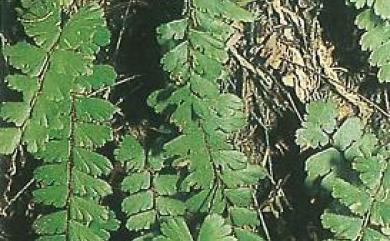 Adiantum malesianum J.Ghatak 馬來鐵線蕨