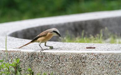 Lanius cristatus lucionensis (Linnaeus, 1766) 紅尾伯勞(普通亞種)