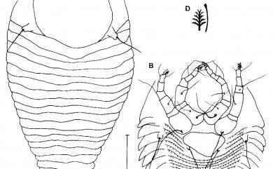 Tegolophus celtus Huang, 2001 朴樹頂冠節蜱