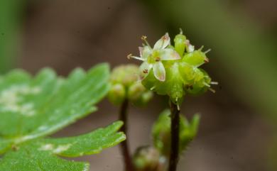 Hydrocotyle batrachium Hance 臺灣天胡荽