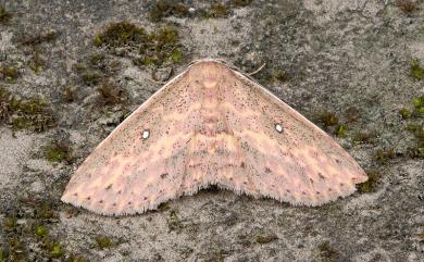 Hyposada fasciosa Moore, 1888 帶線裳蛾