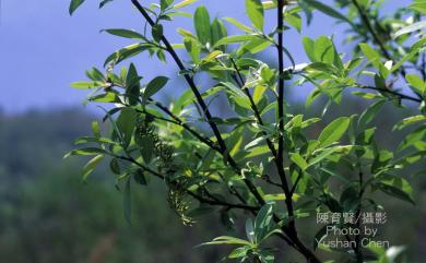 Salix fulvopubescens 褐毛柳