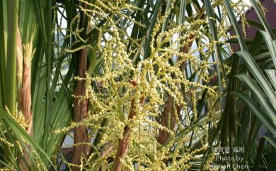 Livistona chinensis var. subglobosa (Hassk.) Becc. 蒲葵