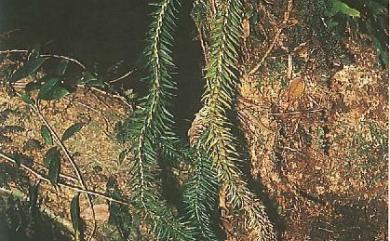 Phlegmariurus cunninghamioides (Hayata) Ching 寬葉馬尾杉