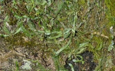 Taeniophyllum complanatum Fukuy. 扁蜘蛛蘭