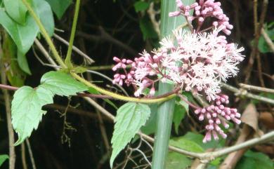 Eupatorium amabile 腺葉澤蘭