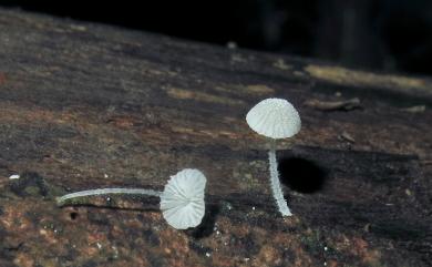 Mycena tenerrima (Berk.) Quèl. 柔軟小菇