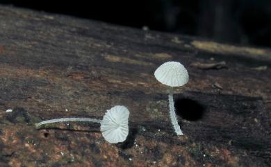 Mycena tenerrima 柔軟小菇