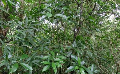 Illicium arborescens Hayata 臺灣八角