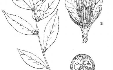 Camellia nokoensis Hayata 能高山茶