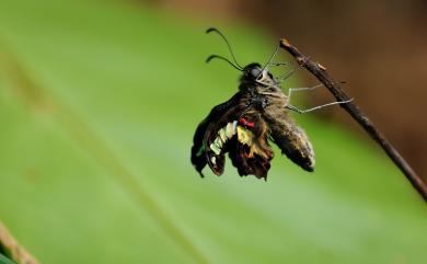 Graphium sarpedon connectens (Fruhstorfer, 1906) 青鳳蝶