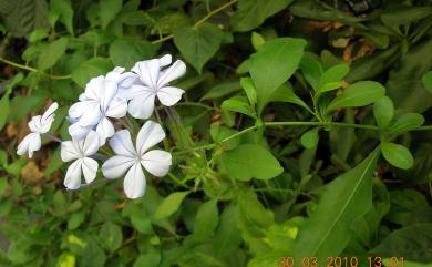 Plumbago auriculata 藍雪花