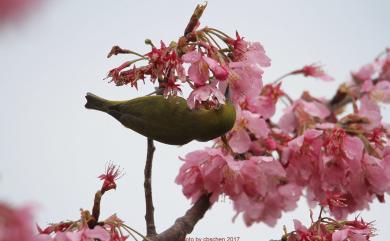 Zosterops japonicus Temminck & Schlegel, 1847 日菲繡眼