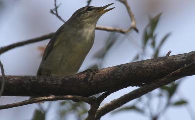 Phylloscopus borealis borealis (Blasius, 1858) 極北柳鶯(指名亞種)