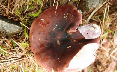 Russula olivacea 青黃紅菇