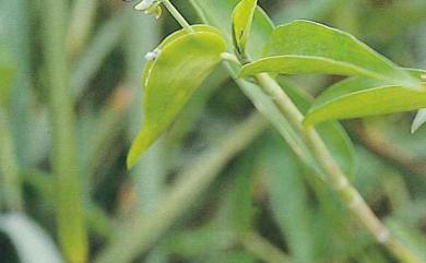 Commelina diffusa Burm.f. 竹仔菜