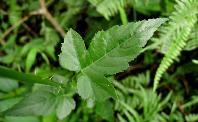 Rubus corchorifolius 變葉懸鉤子