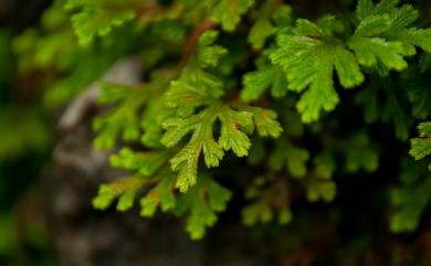 Selaginella repanda 高雄卷柏