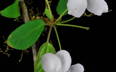 Malus hupehensis 湖北海棠