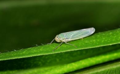 Cicadellidae Latreille, 1825 葉蟬科