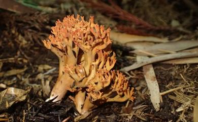 Ramaria botrytis 叢枝瑚菌