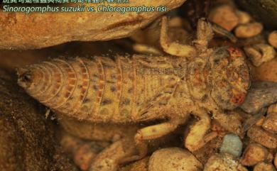 Sinorogomphus suzukii (Oguma, 1926) 斑翼勾蜓