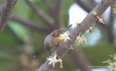 Aethopyga gouldiae dabryii 藍喉太陽鳥