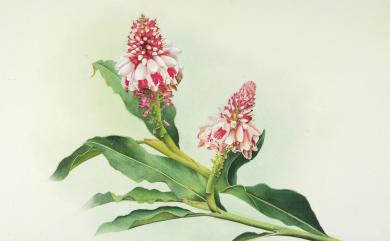Alpinia pricei Hayata 普萊氏月桃