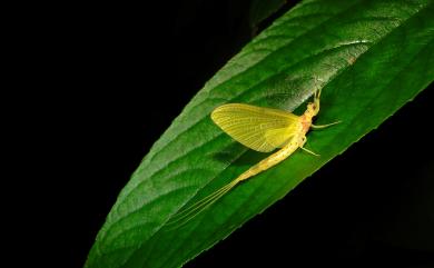 Ephemeroptera 蜉蝣目