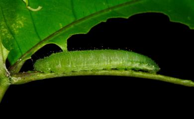 Leptosia nina niobe (Wallace, 1866) 纖粉蝶