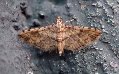 Nacoleia biformis Butler, 1889