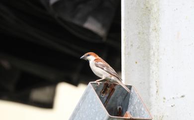 Passer cinnamomeus (Gould, 1836) 山麻雀